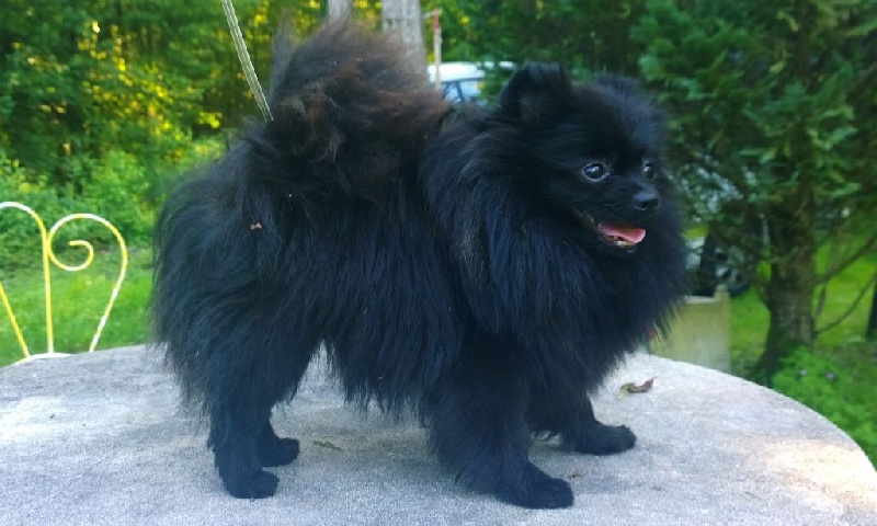 Publication : De La Beauté Française