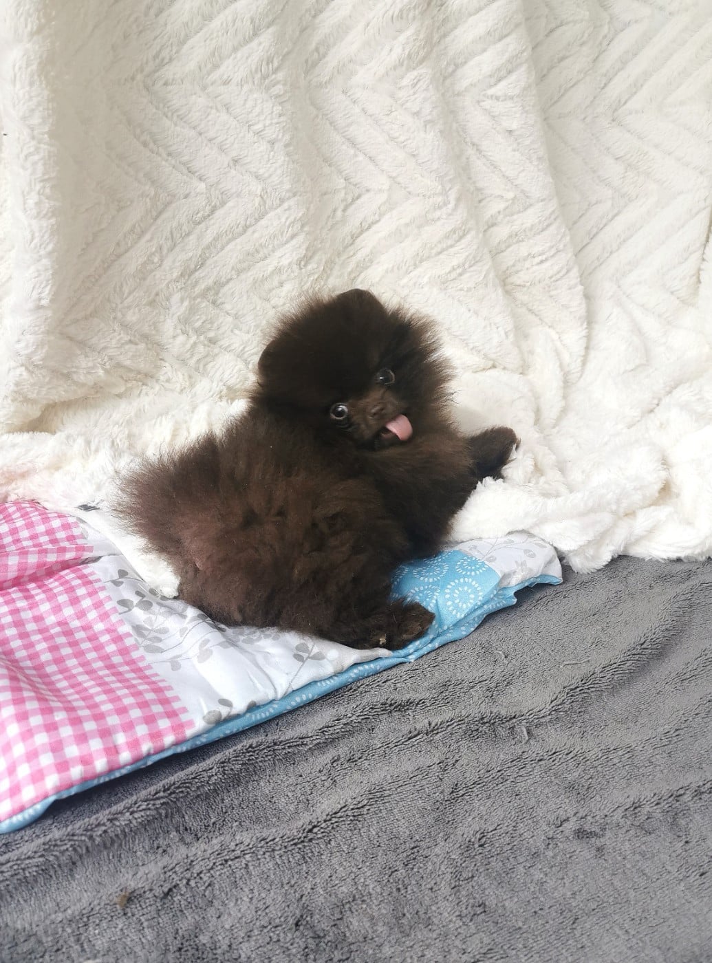 Mâle poméranien mini nain (Nymphéa)