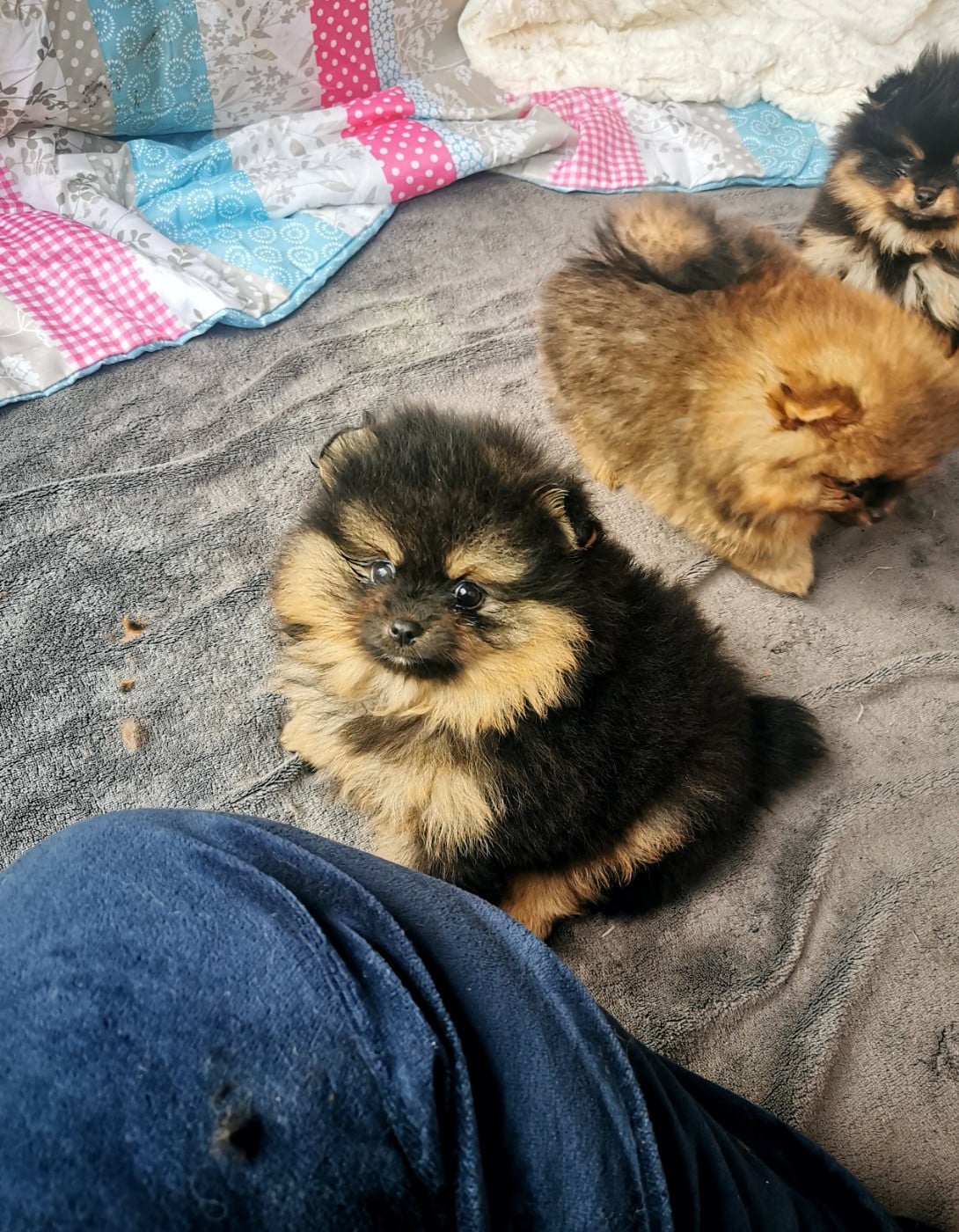 Mâle noir et feu ( Heritière)