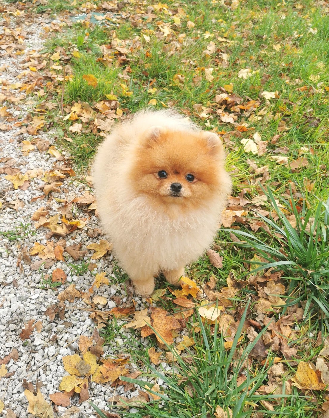 Spitz allemand - De La Beauté Française