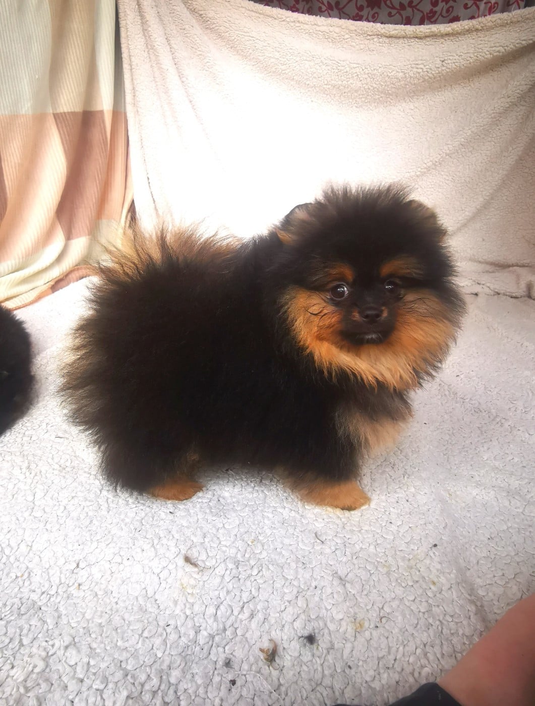 Chiot Spitz allemand