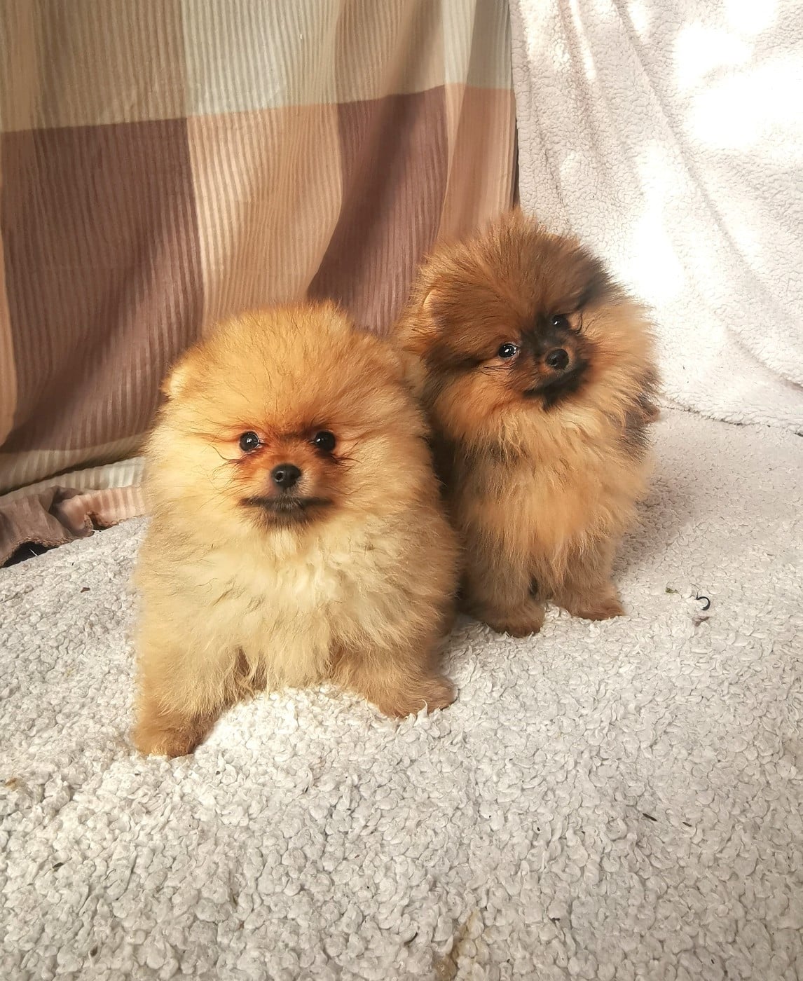 Mâle poméranien orange (Jolie belle)