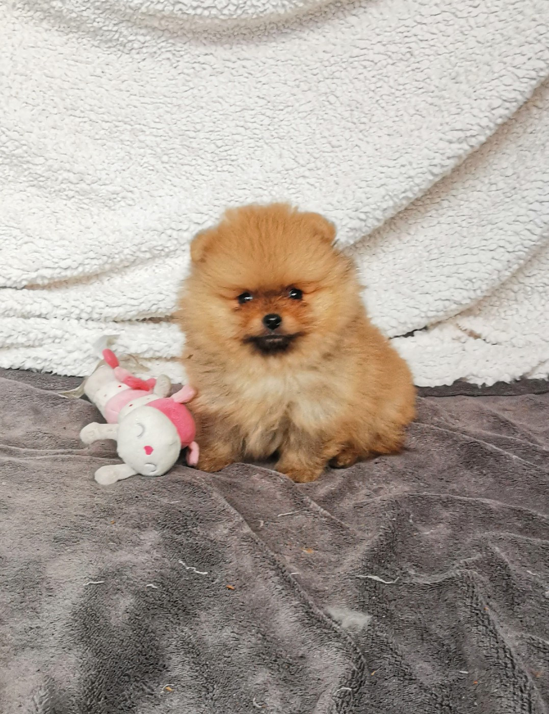 Mâle poméranien orange (Jolie belle)