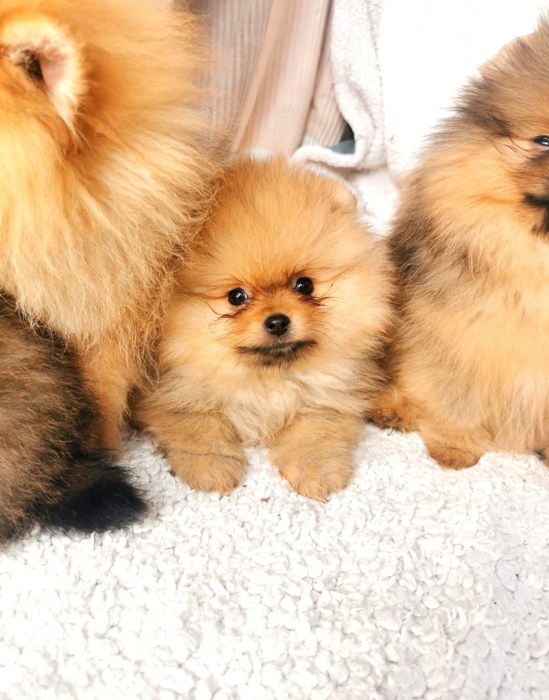 Mâle poméranien orange (Jolie belle)