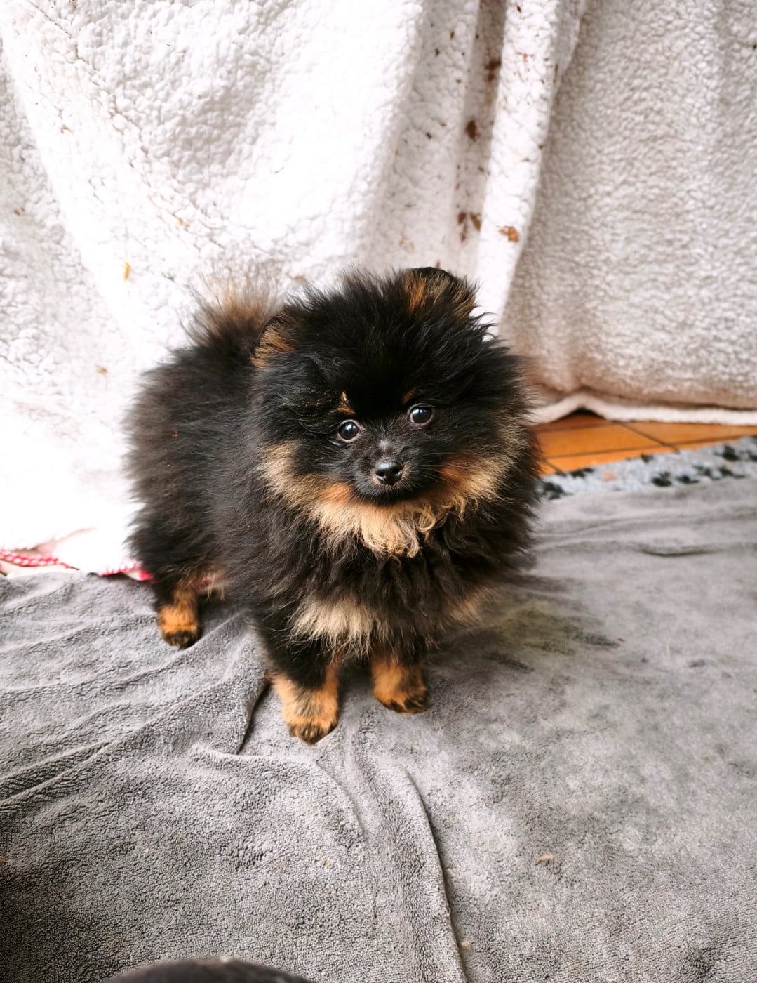 Femelle noir et feu (Unique)