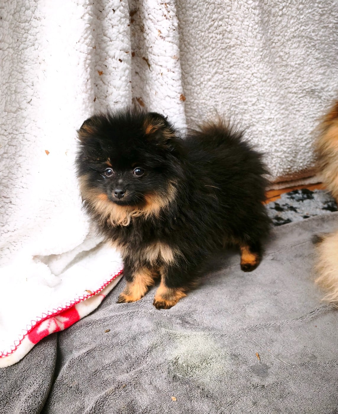 Femelle noir et feu (Unique)