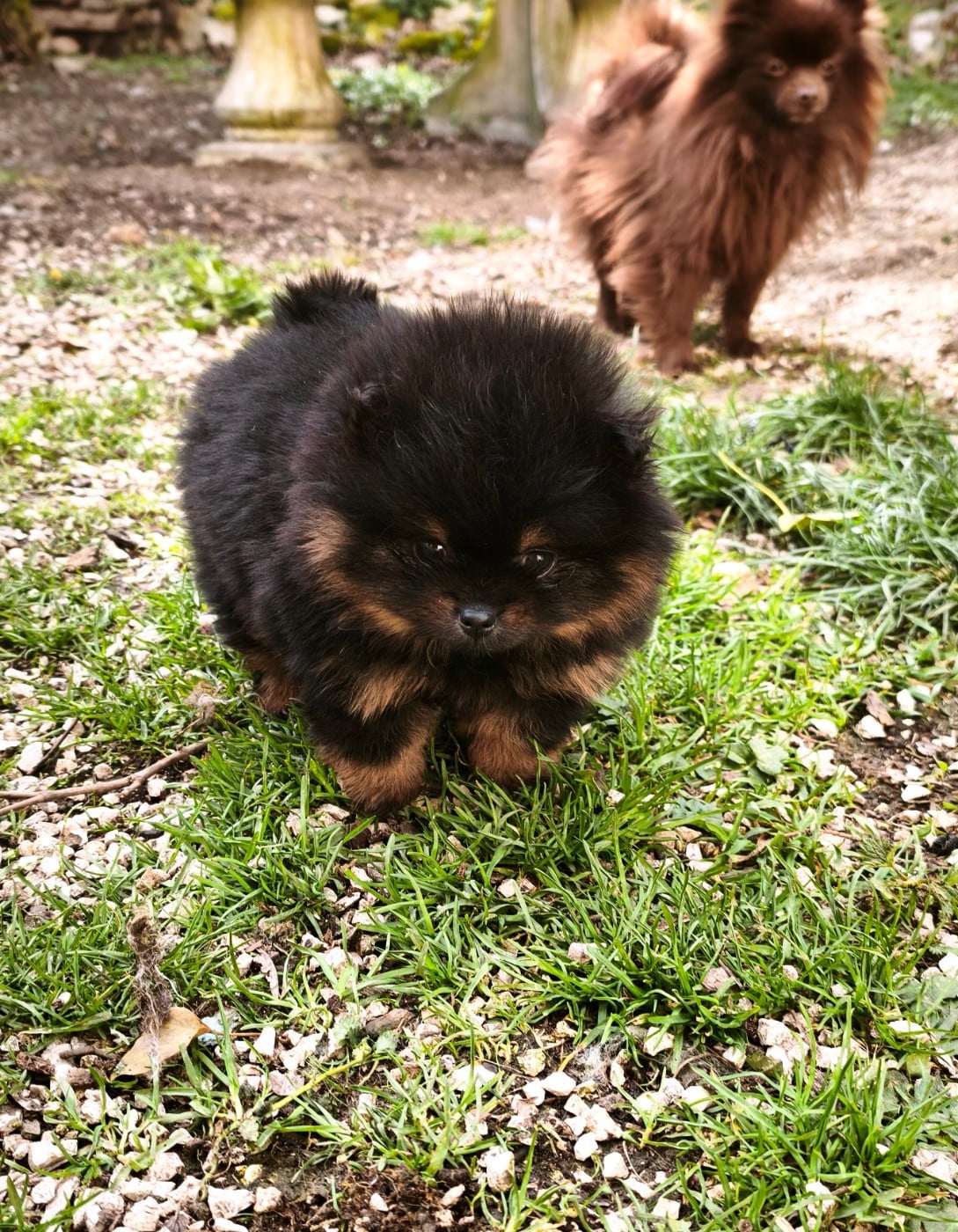 Spitz allemand - De La Beauté Française