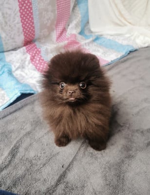 Les chiots de Spitz allemand