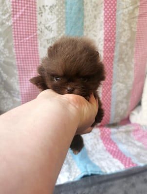Les chiots de Spitz allemand