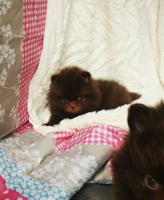 Les chiots de Spitz allemand