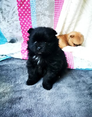 Les chiots de Spitz allemand