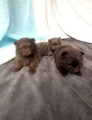 Les chiots de Spitz allemand
