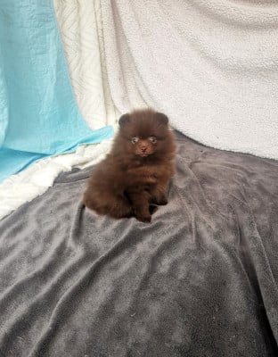 Les chiots de Spitz allemand