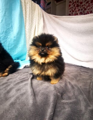 Les chiots de Spitz allemand