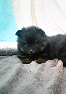 Les chiots de Spitz allemand