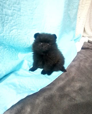 Les chiots de Spitz allemand