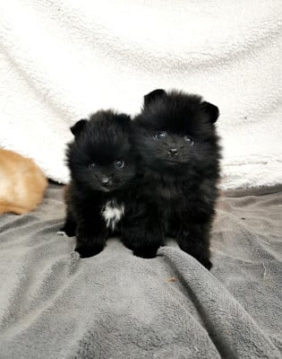 Les chiots de Spitz allemand