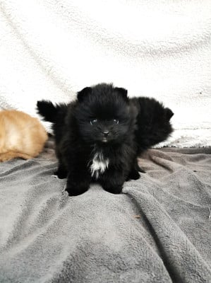 Les chiots de Spitz allemand