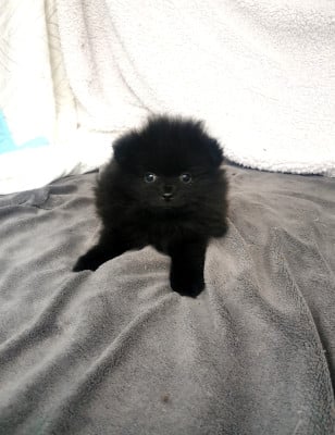 Les chiots de Spitz allemand