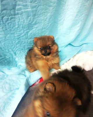 Les chiots de Spitz allemand