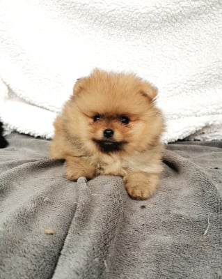 Les chiots de Spitz allemand