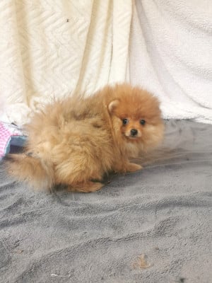 Les chiots de Spitz allemand