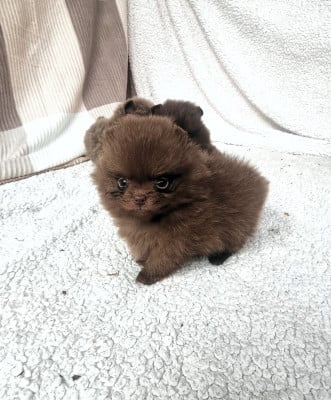 Les chiots de Spitz allemand