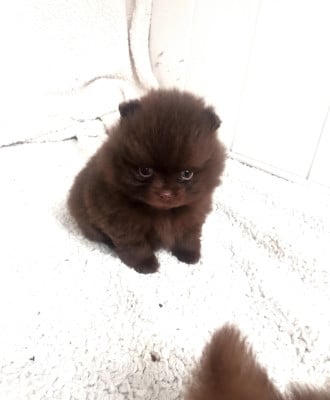 Les chiots de Spitz allemand