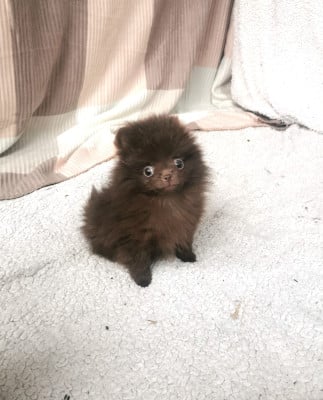 Les chiots de Spitz allemand