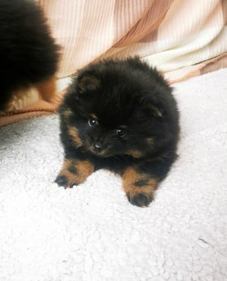 Les chiots de Spitz allemand