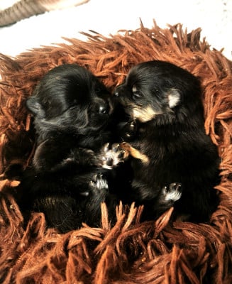 Les chiots de Spitz allemand