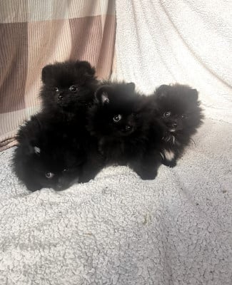 Les chiots de Spitz allemand