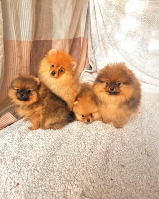 Les chiots de Spitz allemand