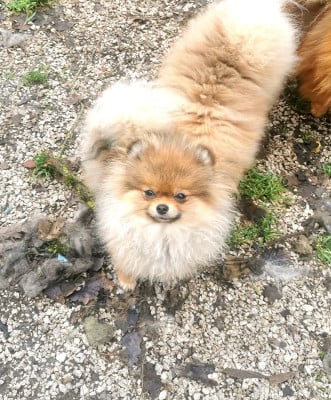 Les chiots de Spitz allemand