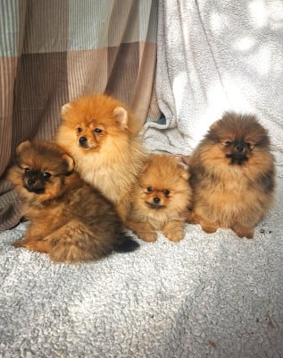 Les chiots de Spitz allemand
