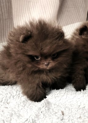 Les chiots de Spitz allemand