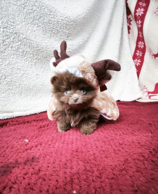 Les chiots de Spitz allemand