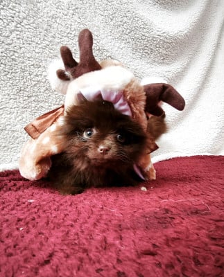 Les chiots de Spitz allemand