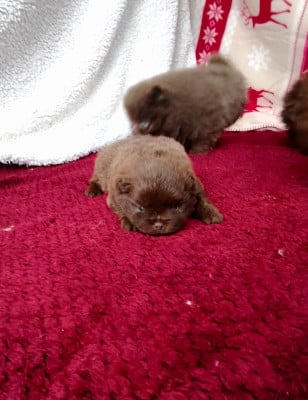 Les chiots de Spitz allemand