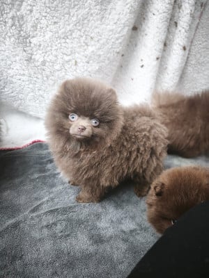 Les chiots de Spitz allemand