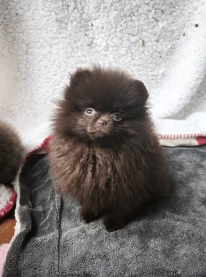 Les chiots de Spitz allemand