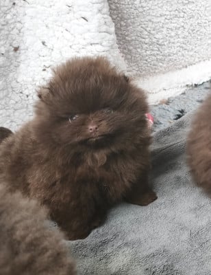 Les chiots de Spitz allemand