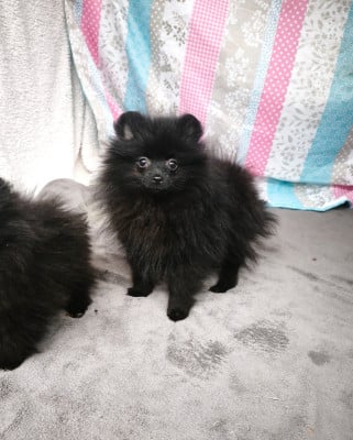 Les chiots de Spitz allemand