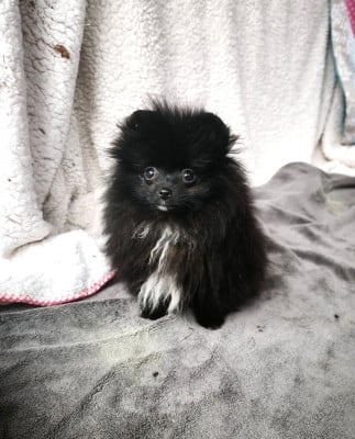 Les chiots de Spitz allemand