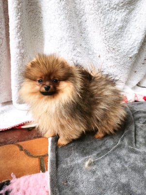 Les chiots de Spitz allemand