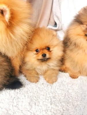 Les chiots de Spitz allemand