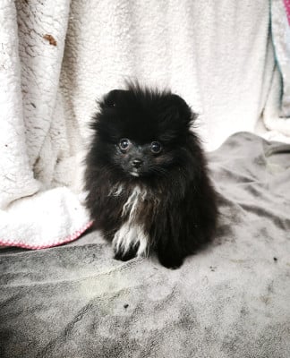 Les chiots de Spitz allemand