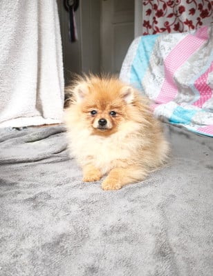 Les chiots de Spitz allemand