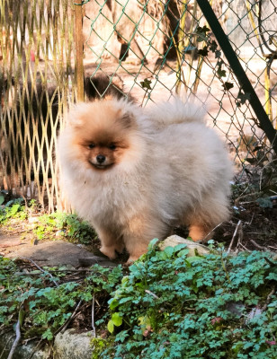Les chiots de Spitz allemand
