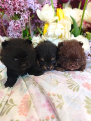 Mâle chocolat poméranien (Coquine) - Spitz allemand